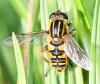Helophilus pendulus